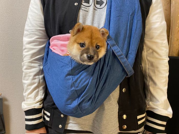 子犬時代のひなたちゃん