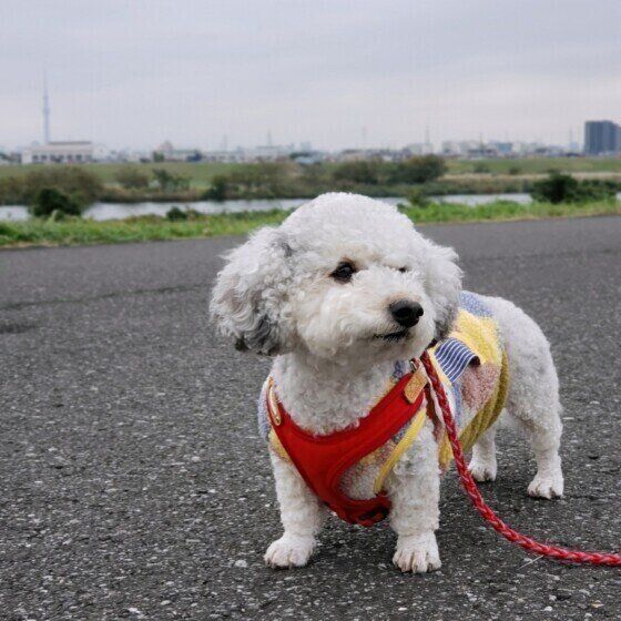 犬のヒートショックはなぜ起こる？ 寒い季節の注意点や予防法を獣医師に聞いた いぬのきもち