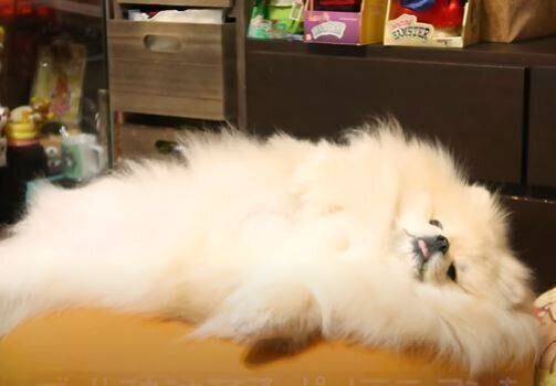 犬　モチちゃん