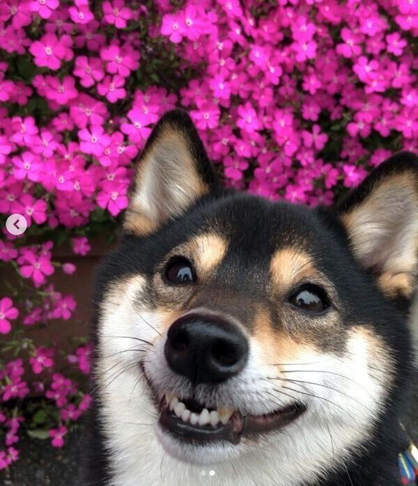 笑顔がかわいいコメ助くん