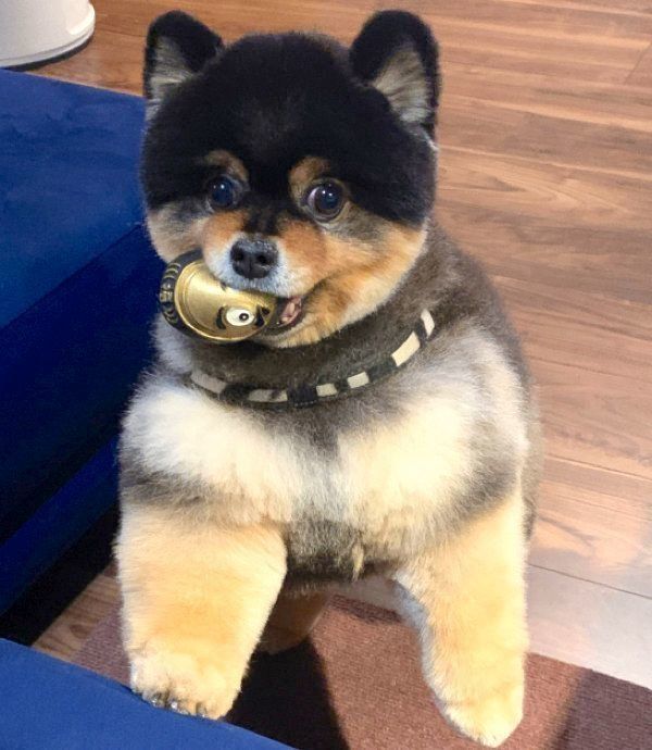 ボールをくわえるたろ吉ちゃん