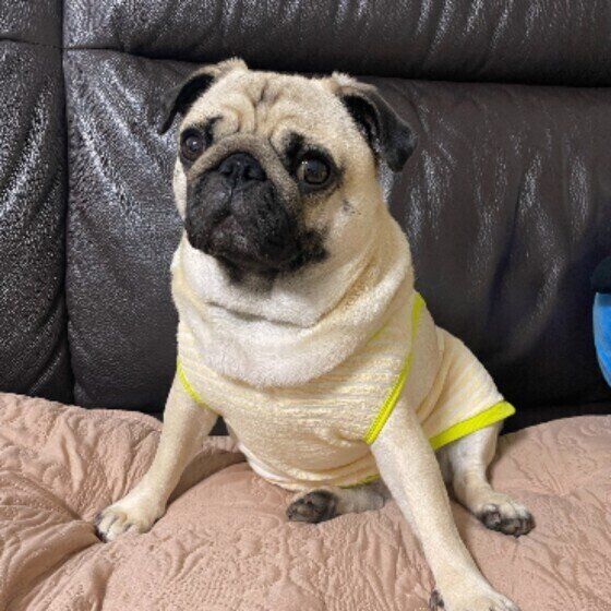 リラックスしているパグ