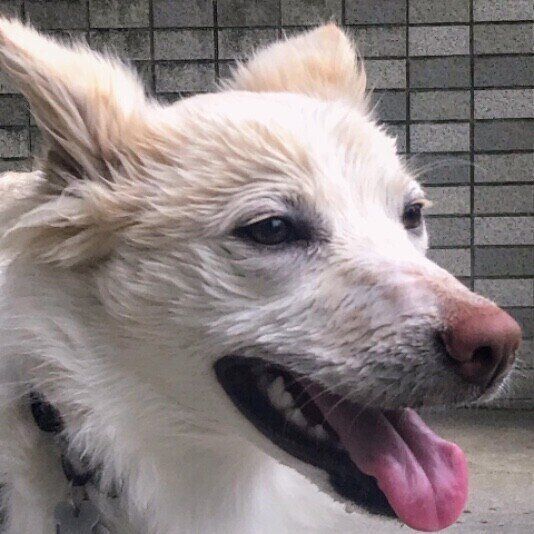 MIXの彩夢ちゃん