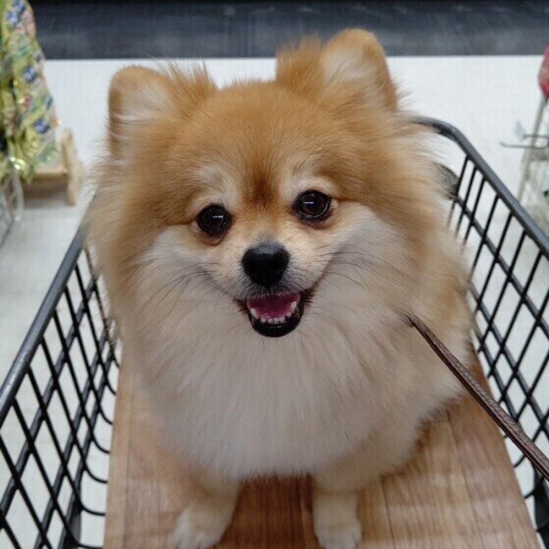 獣医師監修 犬の子宮蓄膿症 症状と治療 手術の費用やメリット デメリット いぬのきもちweb Magazine 獣医師監修 犬の子宮蓄膿症 症状と治療 手術の費用やメリット デメリット いぬのきもちweb Magazine
