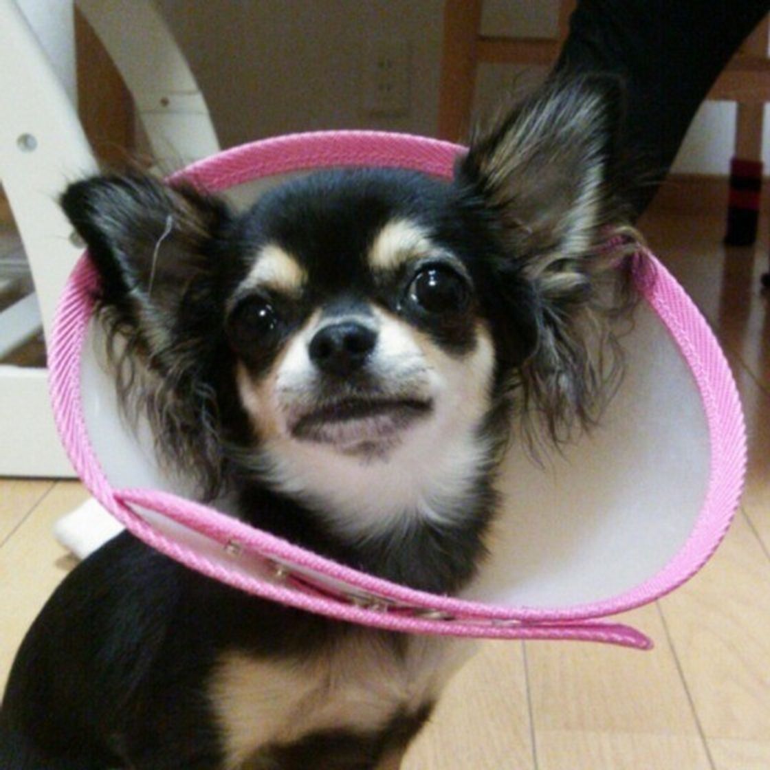 エリザベスカラーの役割とは 愛犬が嫌がるときの理由と対処法 いぬのきもちweb Magazine エリザベスカラーの役割とは 愛犬が嫌がるときの理由と対処法 いぬのきもちweb Magazine