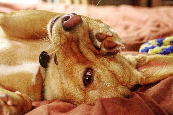 見つめるむぎちゃん