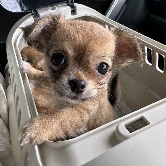 愛犬のかかりつけ動物病院が休診日だったらどうする？ 万が一に備えておくことを獣医師に聞いた いぬのきもち