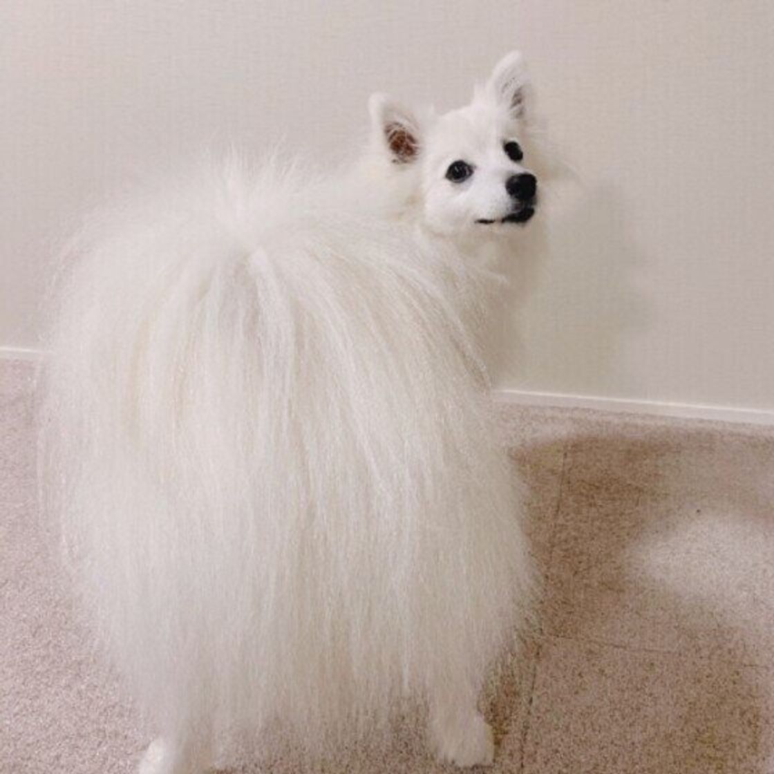 日本スピッツの特徴 性格 最新価格と飼い方 いぬのきもち 犬図鑑 いぬのきもちweb Magazine 日本スピッツの特徴 性格 最新価格と飼い方 いぬのきもち 犬図鑑 いぬのきもちweb Magazine