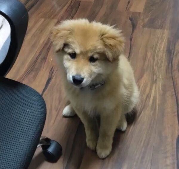 ちょこんと座るエスちゃん