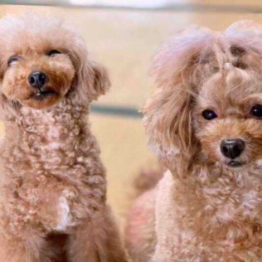 2匹のトイ・プードル