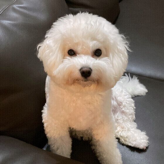 ビション・フリーゼのさとちゃん