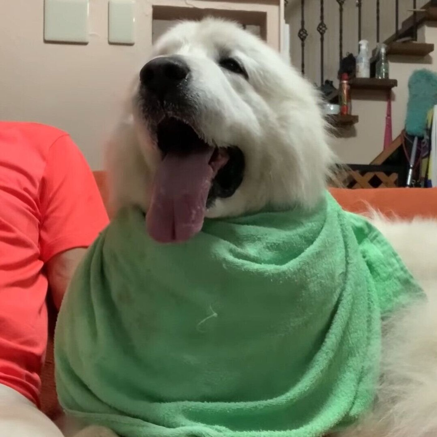 雷が怖い大型犬 お父さんが駆けつけてくれたので ほっと安心 いぬのきもちweb Magazine 雷が怖い大型犬 お父さんが駆けつけてくれたので ほっと安心 いぬのきもちweb Magazine