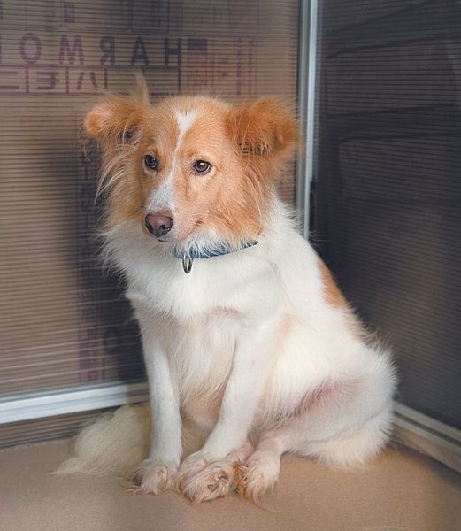 関東の愛護センターから来た元野犬のココちゃん（推定３才）。まだ人を警戒しますが、高校生のスタッフにだけ心を許すそう