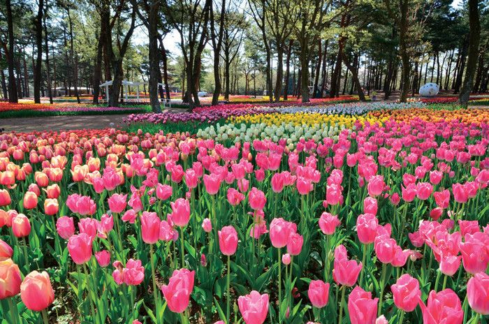 茨城　国営ひたち海浜公園