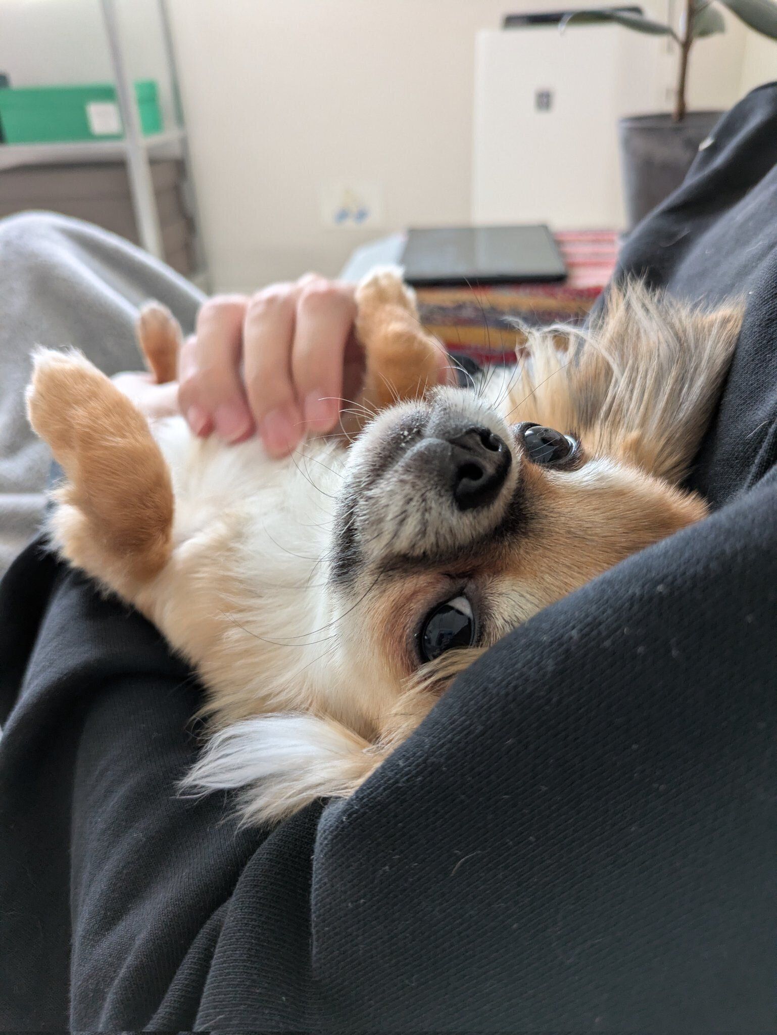 別の日の様子　飼い主さんに甘えるむつくん