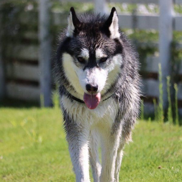 凛々しい表情のクロノくん