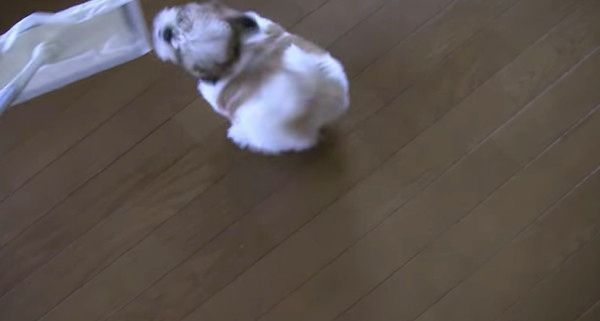 遊びたいシー・ズー