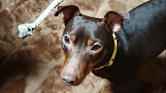 見つめるミニチュア・ピンシャー