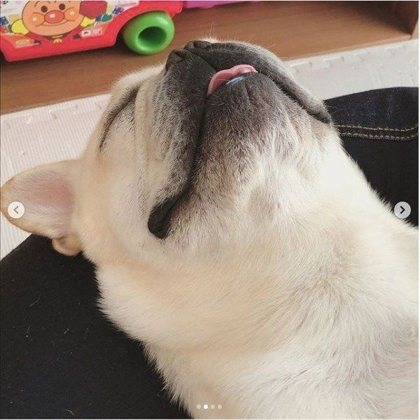 ダメになるワンコ