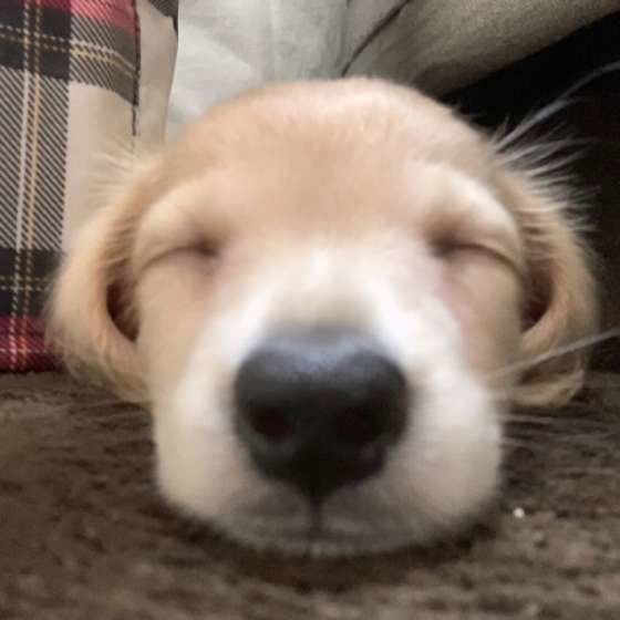 カニーンヘン・ダックスフンド