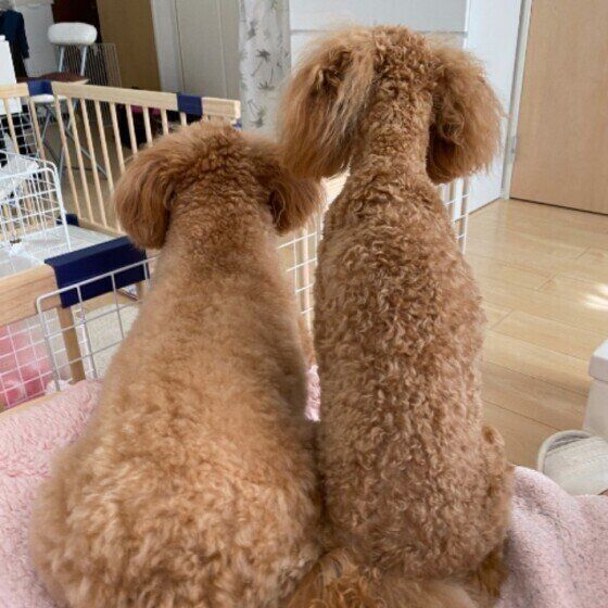 後ろ姿が可愛いMix犬