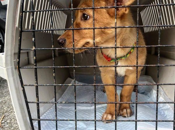 元保護犬・むぎちゃん