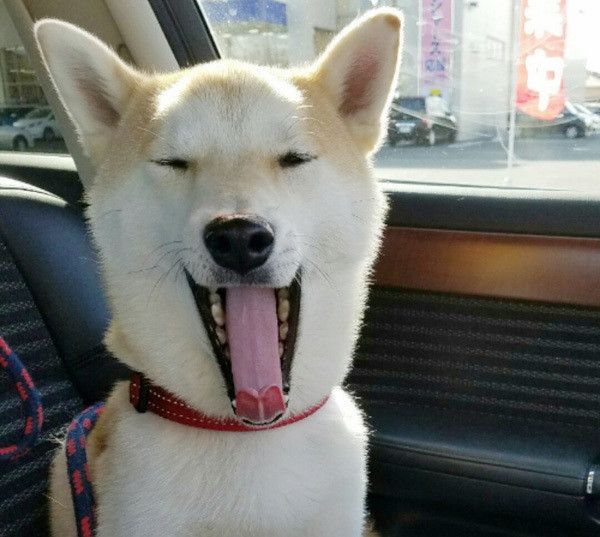 あくびする柴犬
