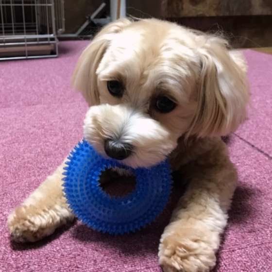 おもちゃで遊ぶ犬