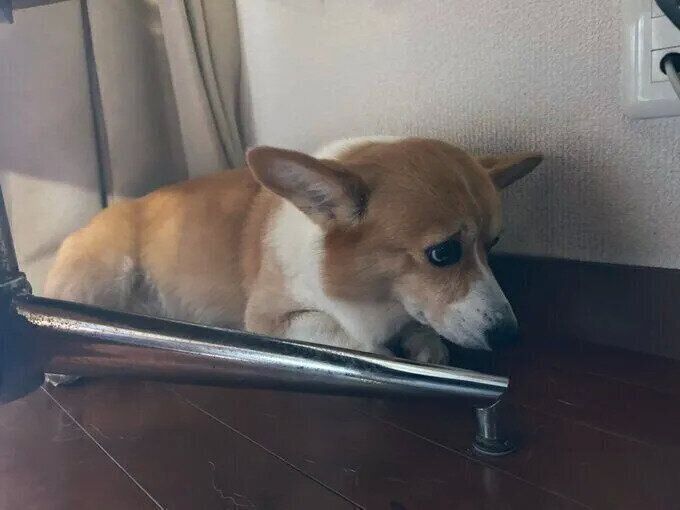 雷の音が怖いポチャちゃん