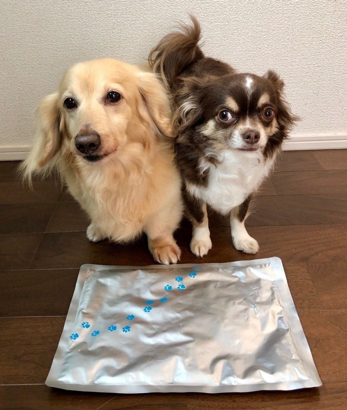 愛犬の暑さ対策に役立つ ダイソーの便利2グッズをお試し いぬのきもちweb Magazine 愛犬の暑さ対策に役立つ ダイソーの便利2グッズをお試し いぬのきもちweb Magazine