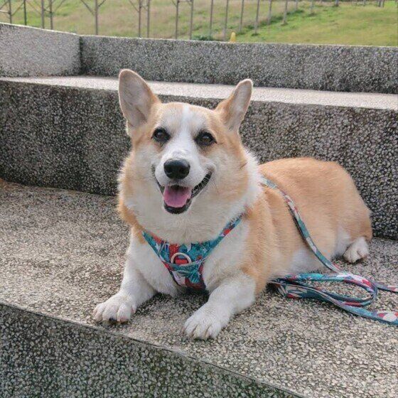 見つめるウェルシュ・コーギー・ペンブローク