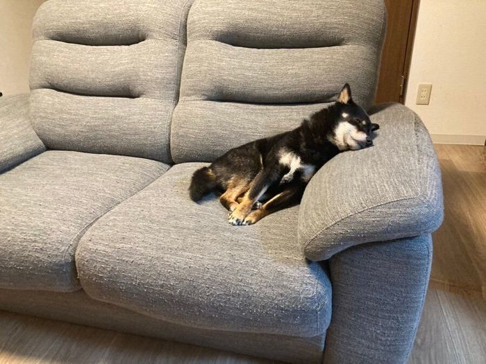 ゴロンとするぺこちゃん