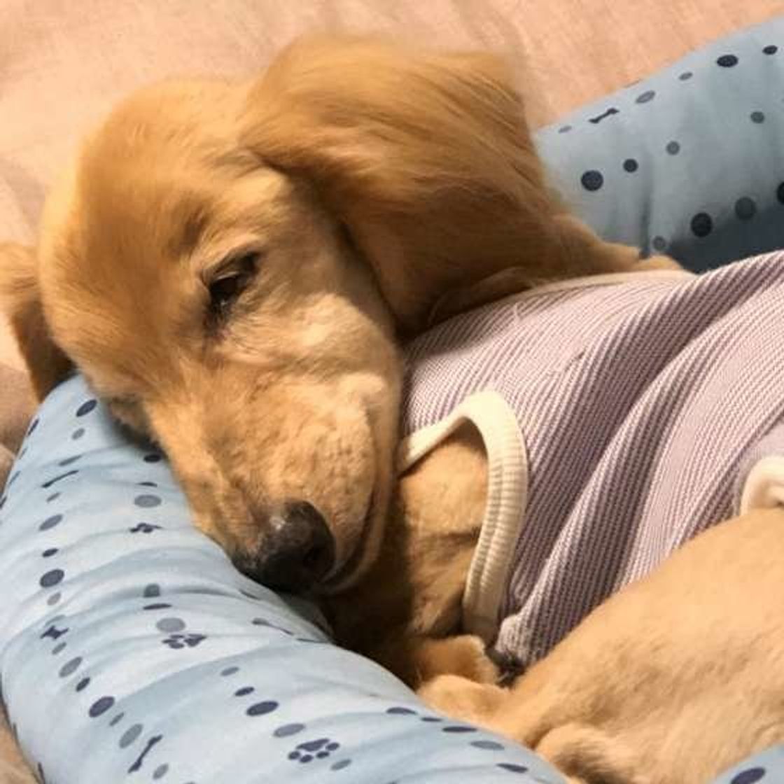 家の中での愛犬の意外なケガは 事故防止のための工夫も いぬのきもちweb Magazine 家の中での愛犬の意外なケガは 事故防止のための工夫も いぬのきもちweb Magazine