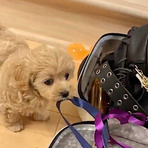 いたずら大好きなマルプー