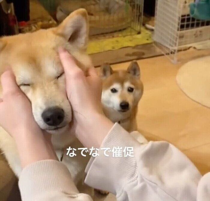 ナデナデしてもらういなりくんと、その様子を見つめるこむぎちゃん