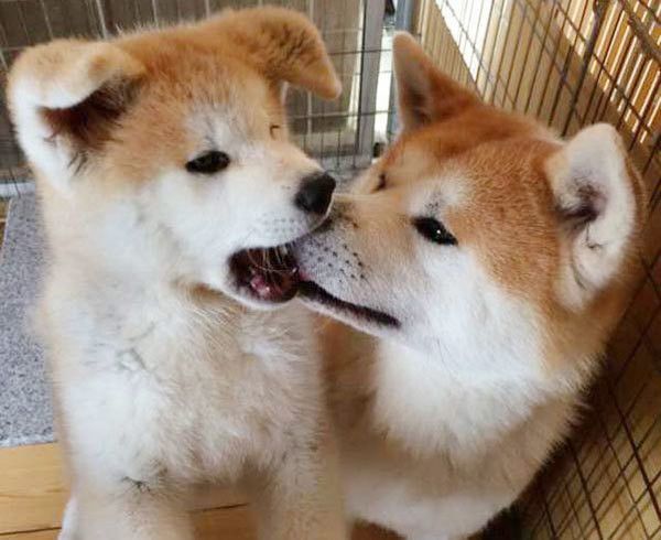 仲良しな秋田犬