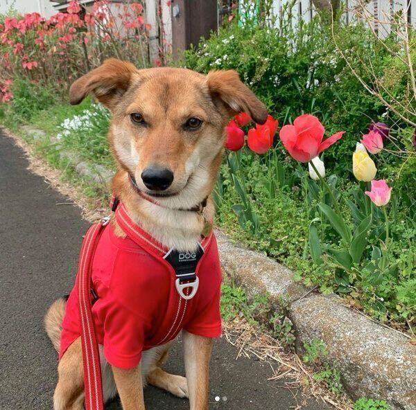 お散歩をする華ちゃん