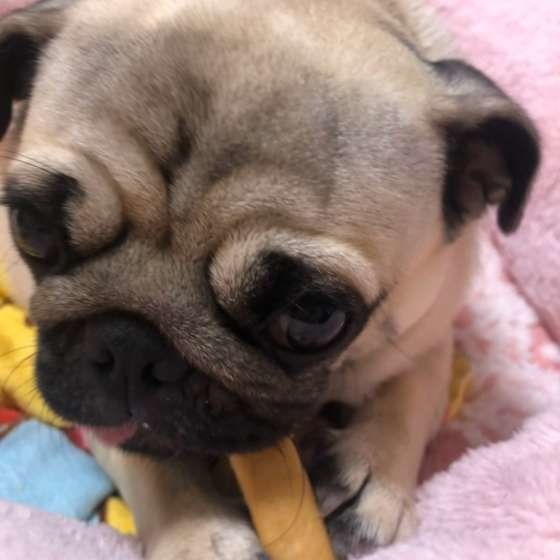 おやつを食べるパグ