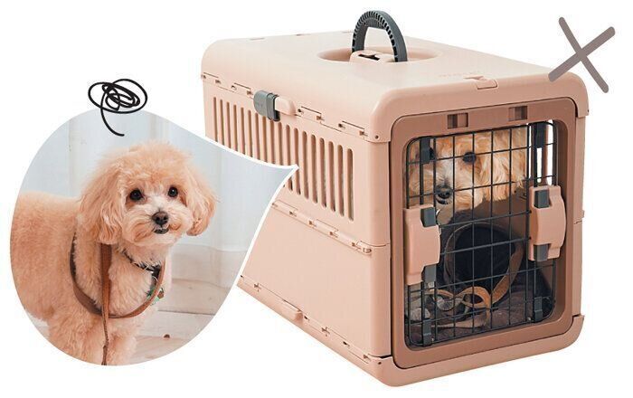 リードをつけている犬