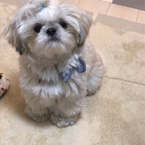 きょとん顔をするシー・ズー