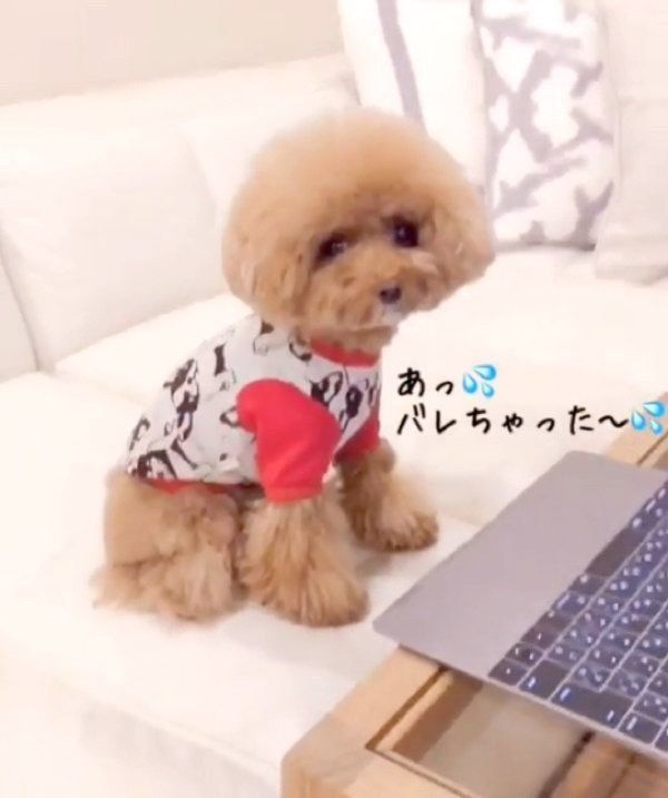 動画を見るトイ・プードル