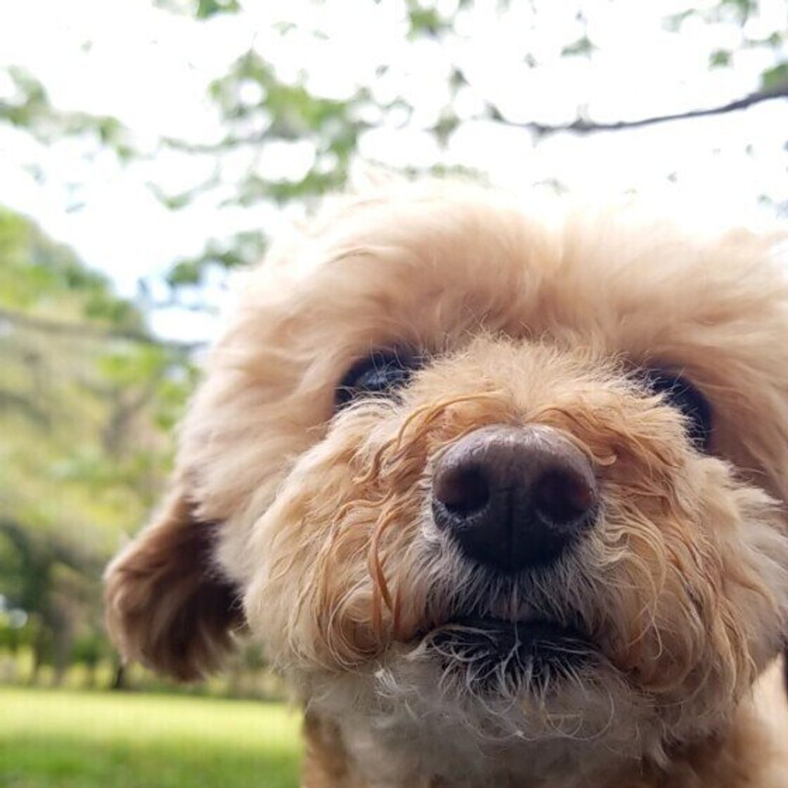 シニア犬が寝てばかり これって大丈夫 睡眠時間が増えた犬のお世話の仕方 いぬのきもちweb Magazine シニア犬が寝てばかり これって大丈夫 睡眠時間が増えた犬のお世話の仕方 いぬのきもちweb Magazine