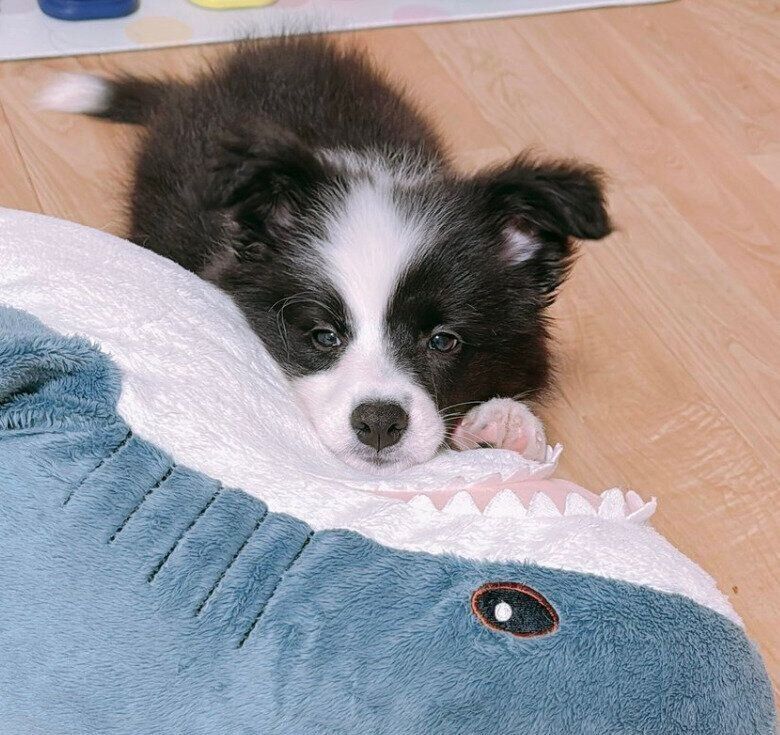 生後2カ月のころに撮影したレティちゃん