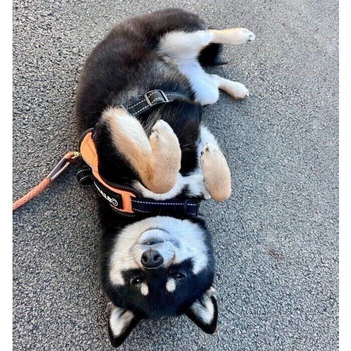 散歩中に寝転がるごまだんごちゃん