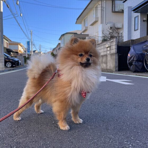 ポメラニアンのレオくん