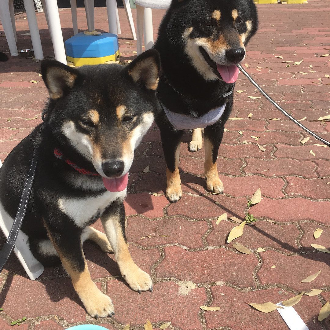 愛犬と一緒に入場OK！