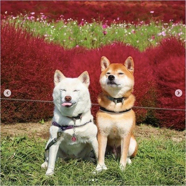 写真を撮る柴犬