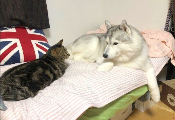 絶妙な距離感のシルビアちゃんとイサムくん