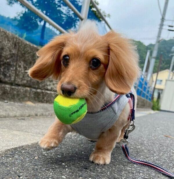 ボールをくわえるなつちゃん