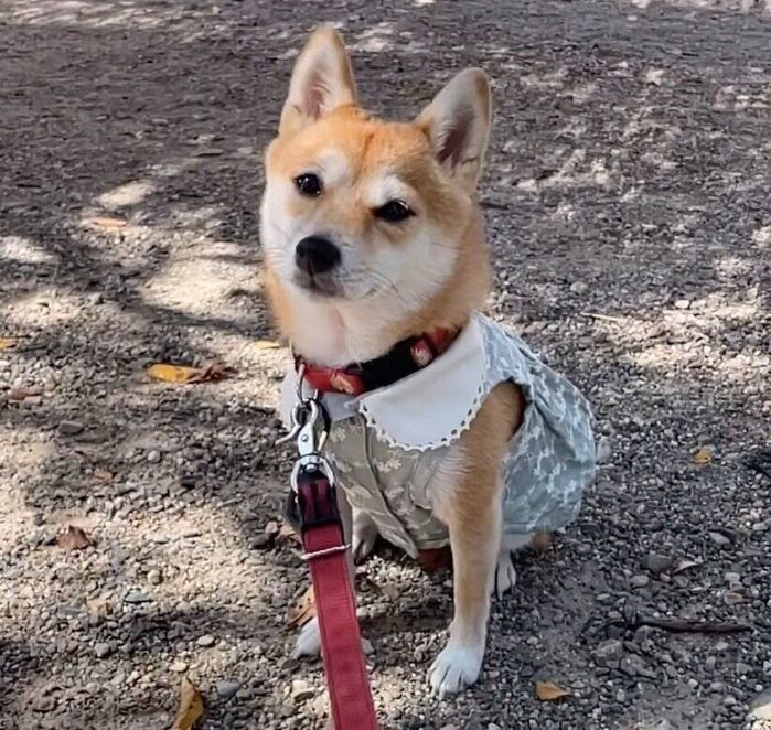 飼い主さんたちとお出かけしたときのことりちゃん